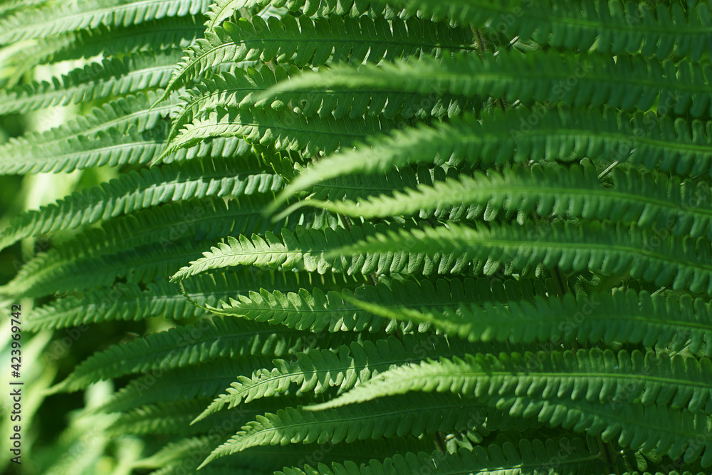 Pattern or background of fern leaves growing in the forest Pattern or background of fern leaves growing in the forest