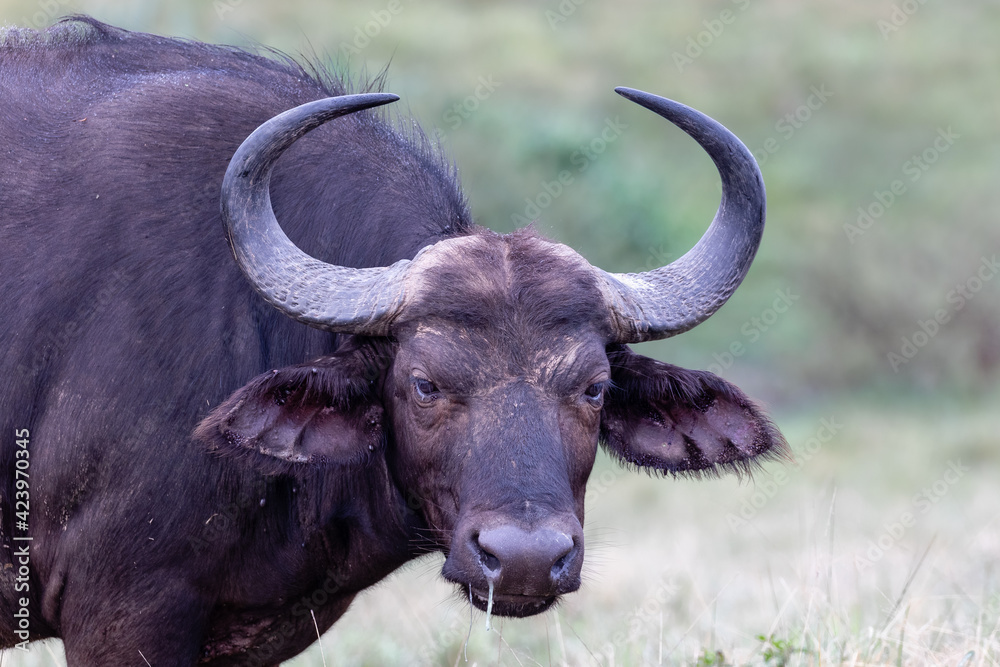 portrait of an African buffalo cow in the wild portrait of an African buffalo cow in the wild