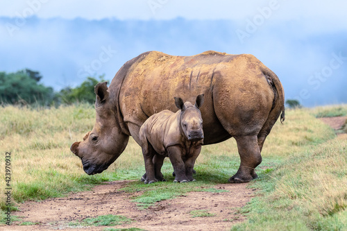 dehorned white rhino mother with small calf in the wild
