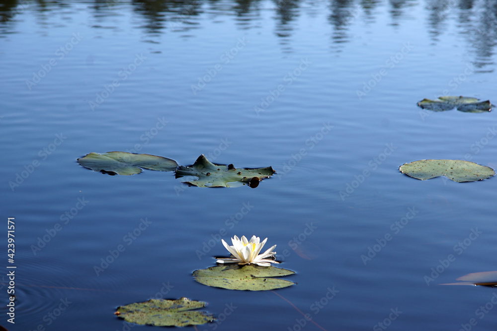 A beautiful white water lily blossomed in the middle of a blue lake A beautiful white water lily blossomed in the middle of a blue lake