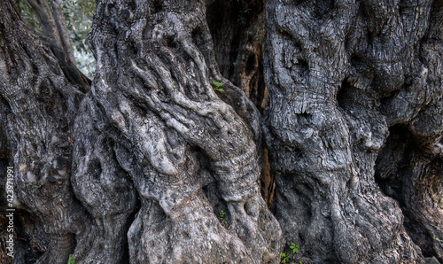Bark of ancient olive tree with spooky shapes of hands and faces
