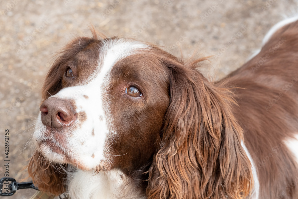 Portrait view of a senior Springer Spaniel. Seen looking at his owner while at for his gentle exercise. Portrait view of a senior Springer Spaniel. Seen looking at his owner while at for his gentle exercise.
