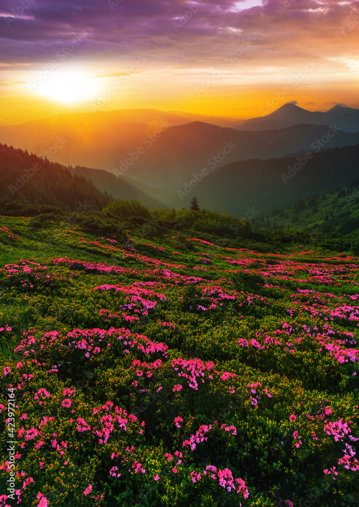 scenic summer sunrise landscape in Europe, amazing view on blossom pink flowers scenic summer sunrise landscape in Europe, amazing view on blossom pink flowers