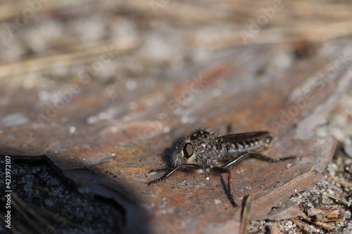 An insect in the forest is basking in the rays of the spring sun. Insect close-up. 