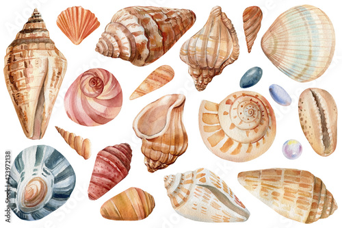 Set of Seashells on isolated white background, watercolor illustration, sea clipart
