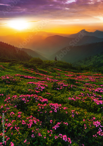 scenic summer sunrise landscape in Europe, amazing view on blossom pink flowers