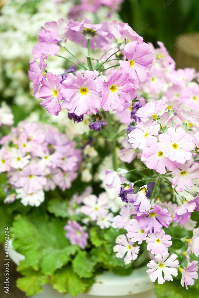 Obraz premium 小さな紫色の花