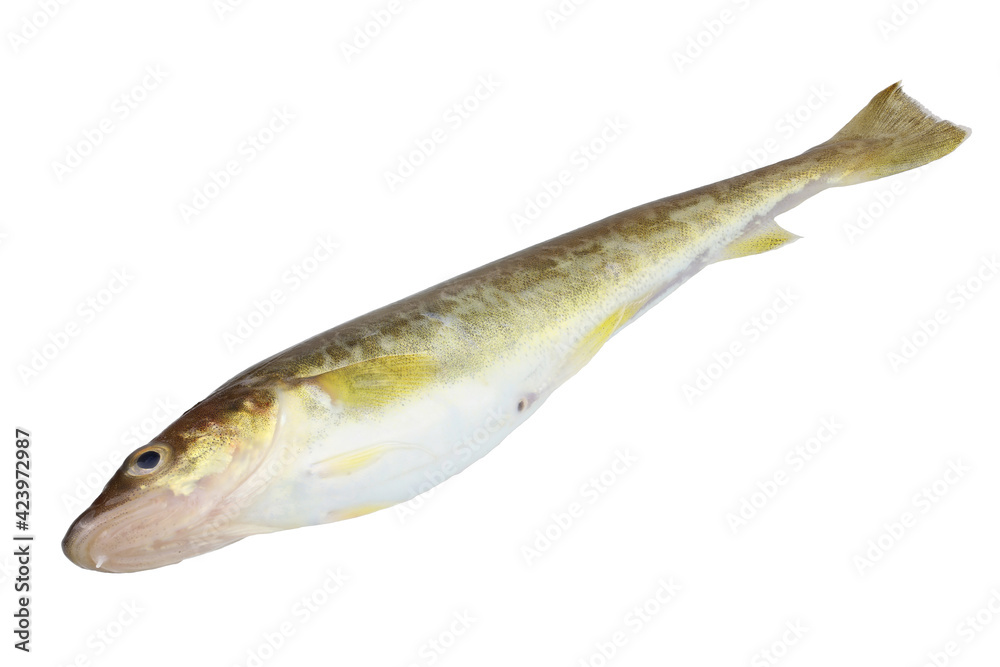 Fototapeta premium Saffron cod isolated on white. Full depth of field, high dynamic range