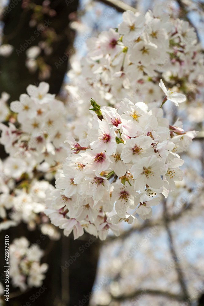 Fototapeta premium ソメイヨシノの花束