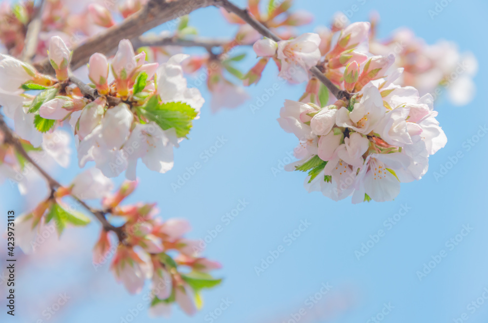 Beautiful cherry blossom sakura in spring time