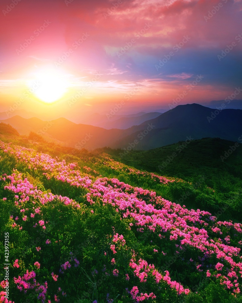 vertical summer sunrise landscape in Europe, stunning view on blossom pink flowers,, wonderful dawn sunlight, scenic floral nature image, Europe, Carpathians, border Ukraine - Romania, Marmarosy vertical summer sunrise landscape in Europe, stunning view on blossom pink flowers,, wonderful dawn sunlight, scenic floral nature image, Europe, Carpathians, border Ukraine - Romania, Marmarosy