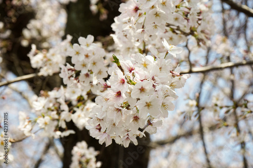 ソメイヨシノ　と青空
