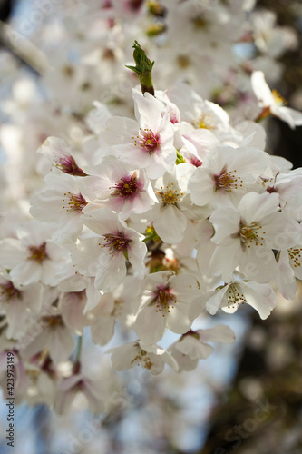 ソメイヨシノ　拡大