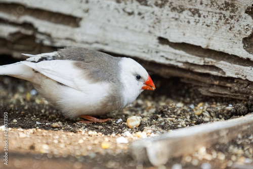 キンカチョウ　雌　白と灰色