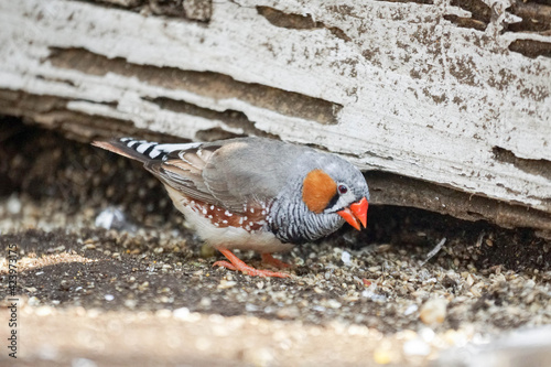 キンカチョウ　雄　横撮り