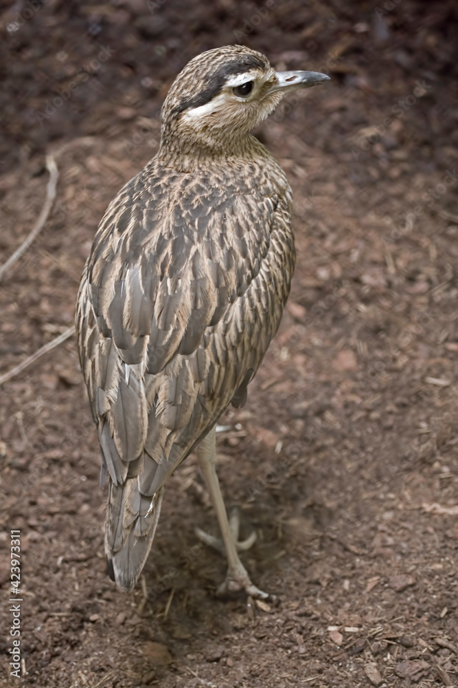 Vertical of a Double-striped Thick-Knee, Burhinus bistriatus Vertical of a Double-striped Thick-Knee, Burhinus bistriatus