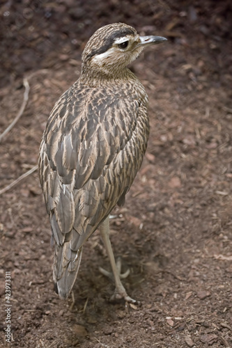 Vertical of a Double-striped Thick-Knee, Burhinus bistriatus photo