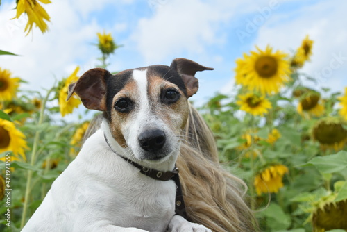dog and flowers