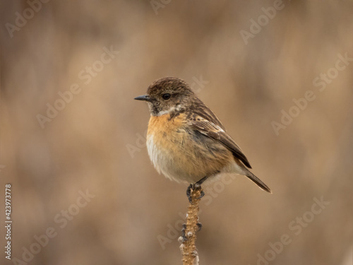 Stonechat on a branch