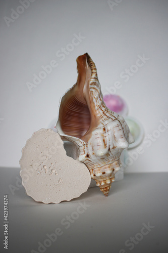 seashell on white background, marine theme, design