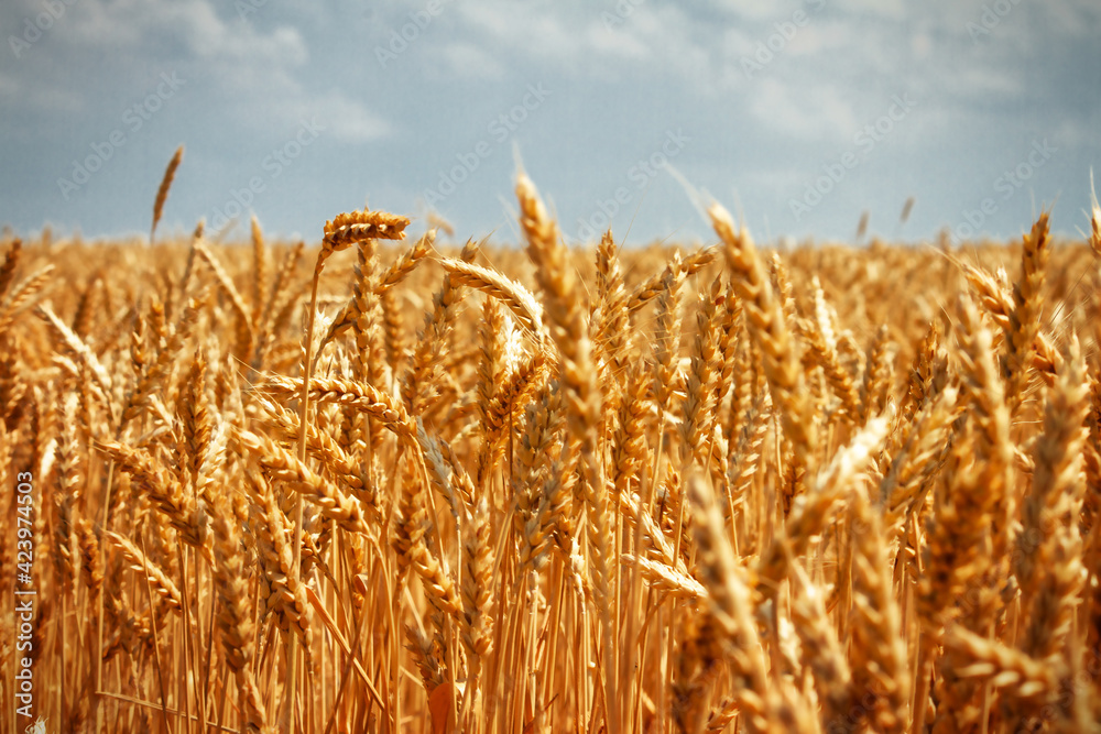 A field of cereals. Ripe wheat field. Lots of wheat. Harvesting. Selective focus. A field of cereals. Ripe wheat field. Lots of wheat. Harvesting. Selective focus.