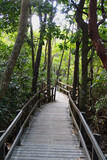 Daintree Forest Walkway