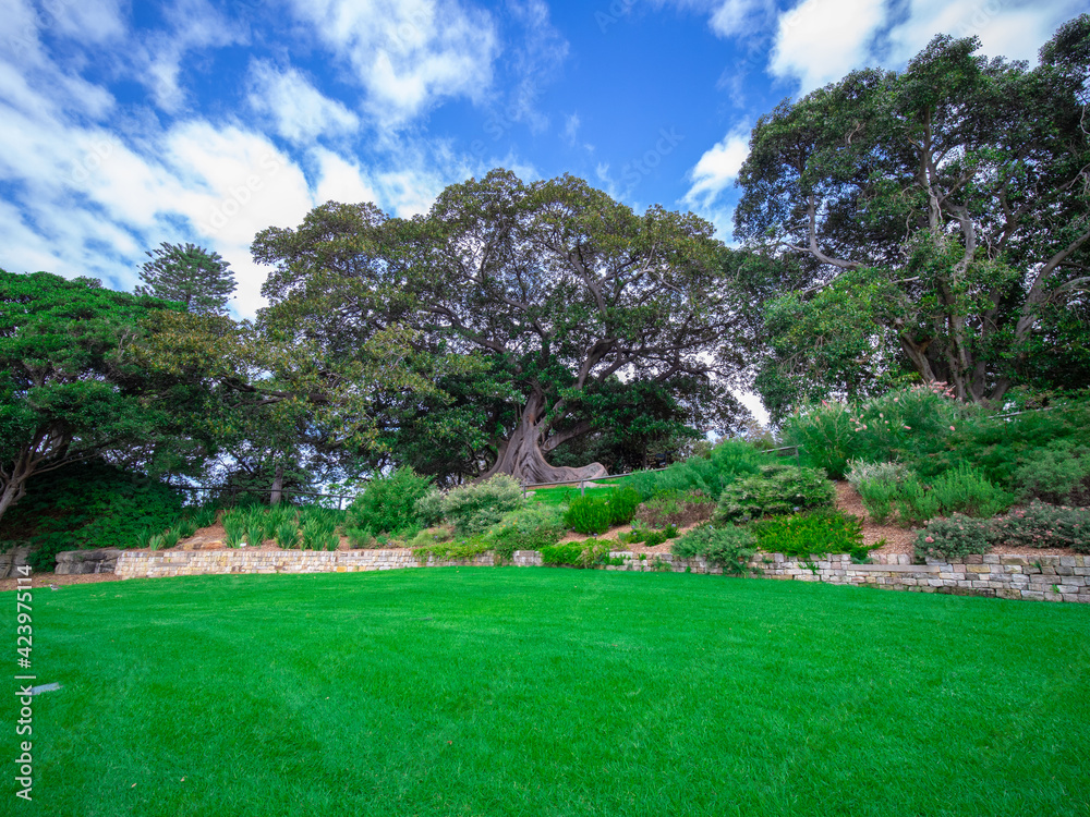 Beautiful park on Sydney Harbour lush green grass and tress