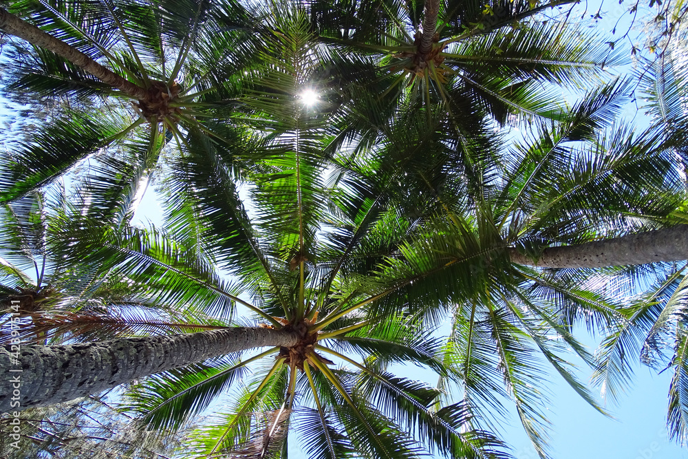 Palm Canopy Palm Canopy