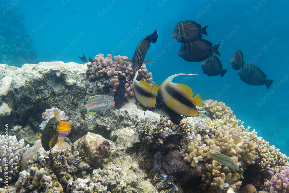 Fototapeta premium Coloured fishes on coral reef in Red Sea