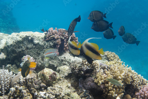 Coloured fishes on coral reef in Red Sea