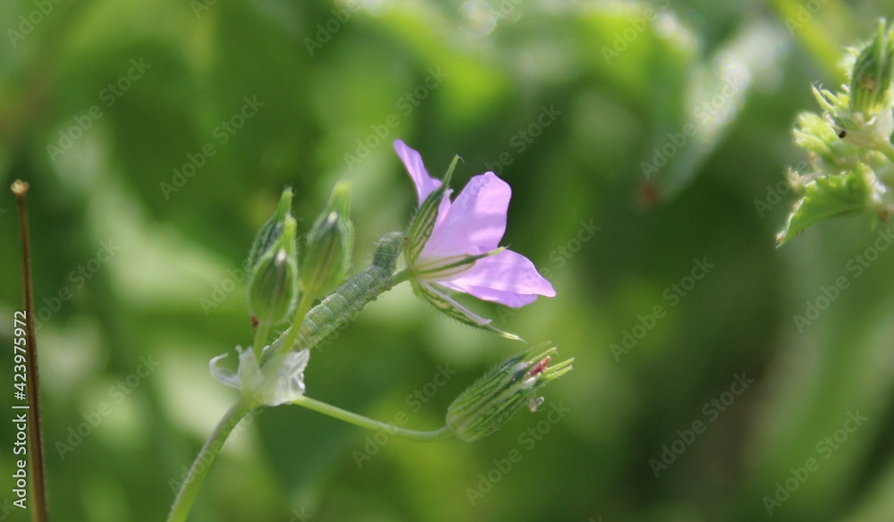 Delicate wild pink flowers. Green background. Delicate wild pink flowers. Green background.