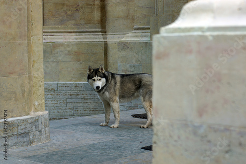 A husky dog stands between the columns near a stone building