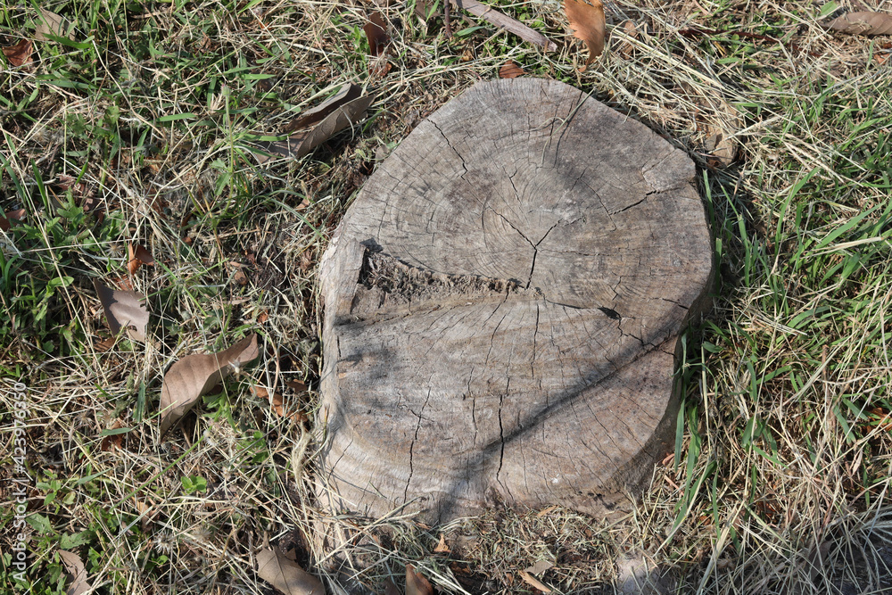 Old tree stump and sapwood on ground flooring in the garden closeup. Old tree stump and sapwood on ground flooring in the garden closeup.