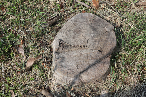 Old tree stump and sapwood on ground flooring in the garden closeup.