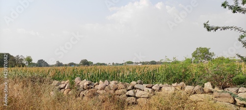 agriculture formaring green image photo