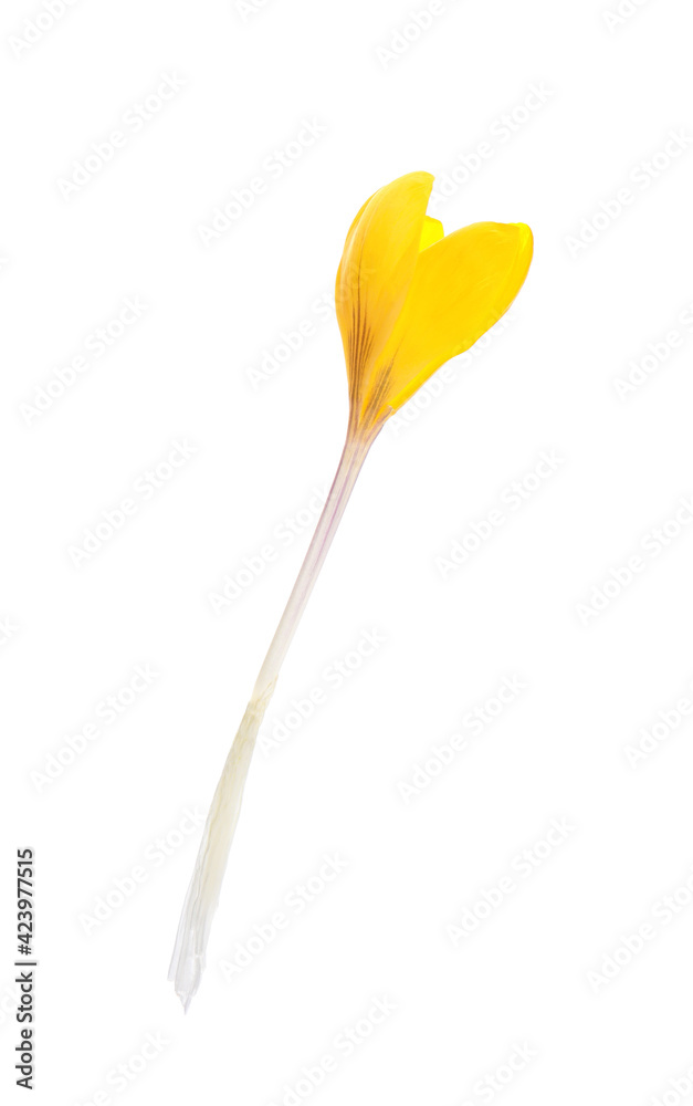 Beautiful yellow crocus flower isolated on white Beautiful yellow crocus flower isolated on white