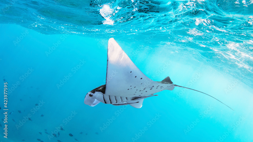 Underwater view of hovering Giant oceanic manta ray - obrazy, fototapety, plakaty 