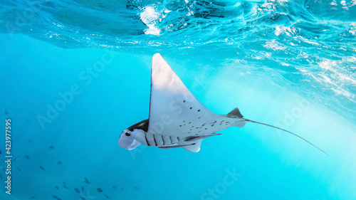 Photo Underwater view of hovering Giant oceanic manta ray