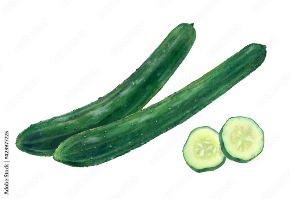 きゅうり　輪切り　野菜　イラスト