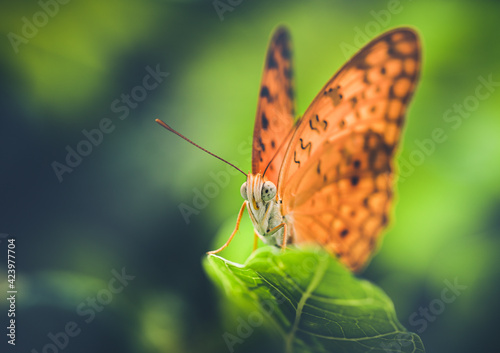 Closeup of a Common Leopard Butterfly