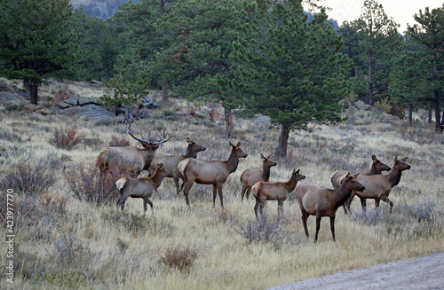 Beautiful elk herd - Colorado