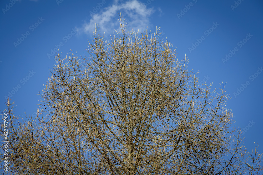 Branched old perennial tree and blue cloudless sky at daytime Branched old perennial tree and blue cloudless sky at daytime
