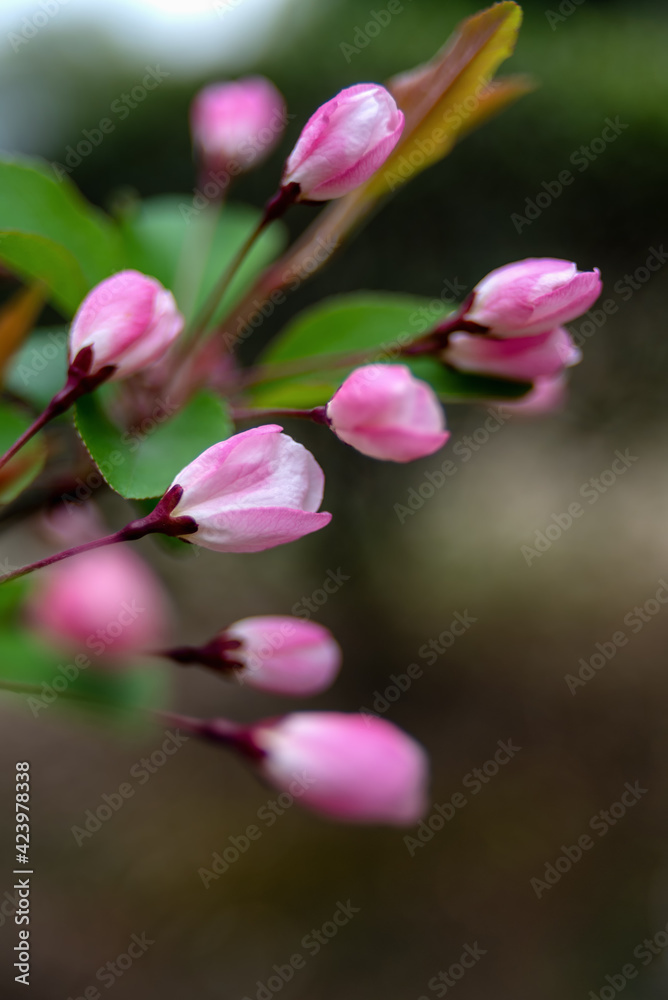 Fototapeta premium close up of pink flower