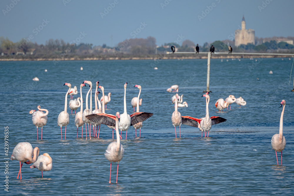Flamingos getting excited for mating season in the south of France in the Camargue during spring