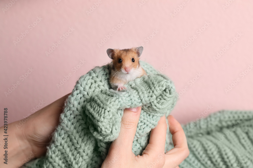 Woman holding cute little hamster on green knitted sweater against pink background, closeup - obrazy, fototapety, plakaty 