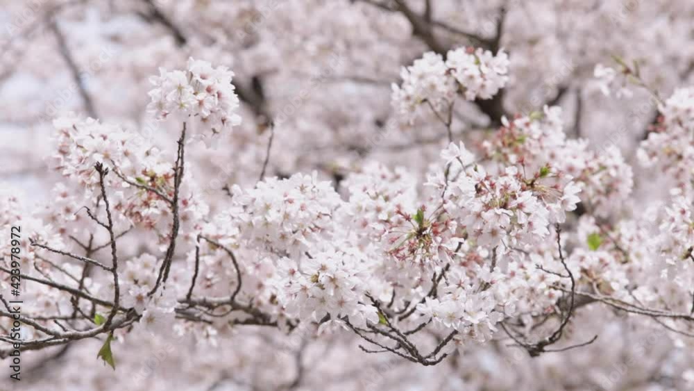 風に揺れる満開の桜の映像 風に揺れる満開の桜の映像