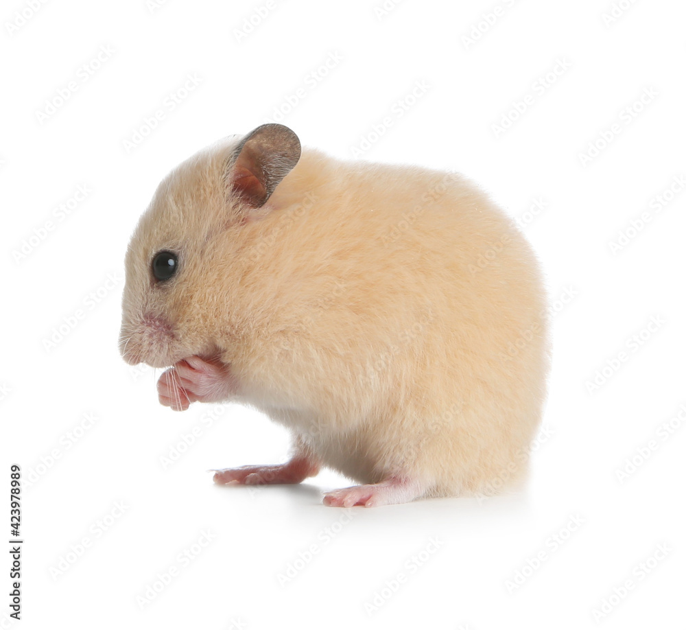 Adorable Syrian hamster on white background. Small pet Adorable Syrian hamster on white background. Small pet