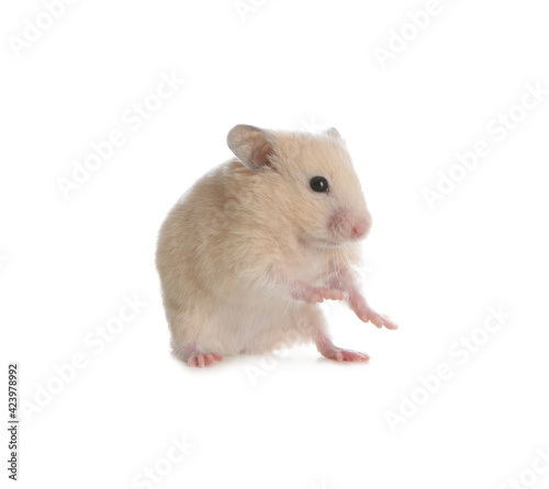 Adorable Syrian hamster on white background. Small pet
