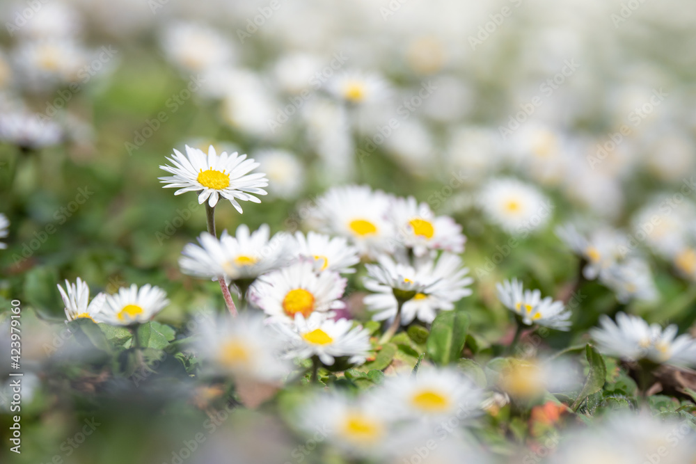 Flowers blooming during springtime in the south of France Flowers blooming during springtime in the south of France