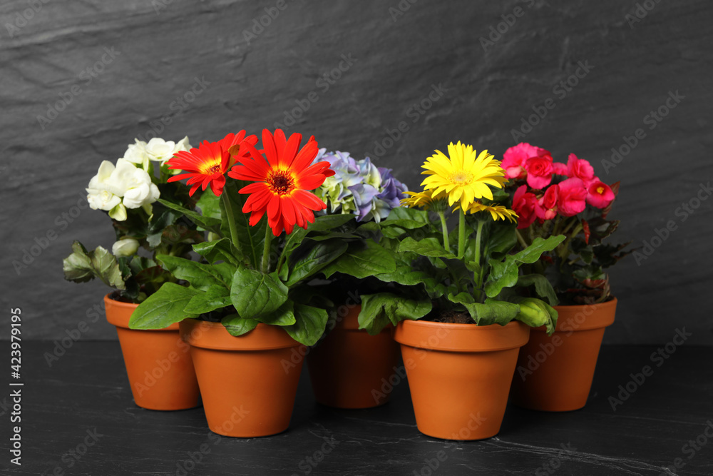 Different beautiful blooming plants in flower pots on dark grey stone table